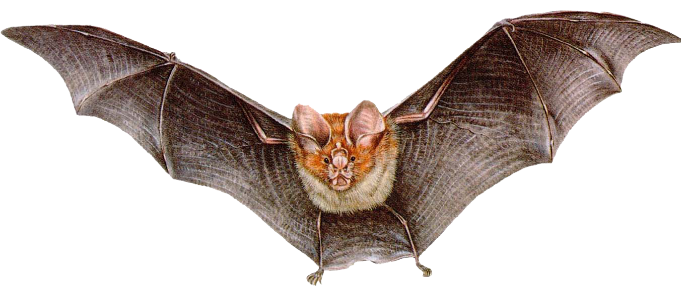 Dedetizadora de morcegos na Cambuci