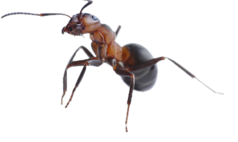Dedetizadora de formigas no Cubatão