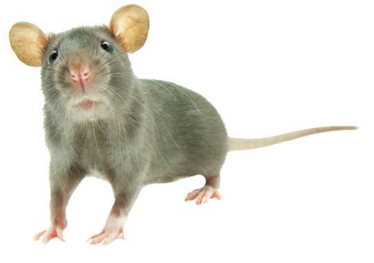 Dedetizadora de ratos na Brasilândia